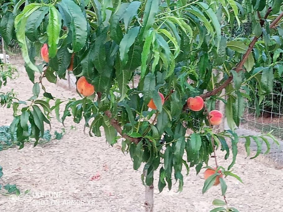 Agriturismo A Canonica Garlenda Zewnętrze zdjęcie