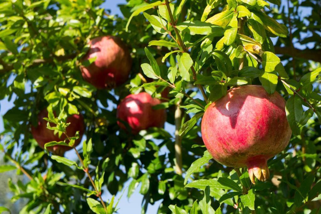 Agriturismo A Canonica Garlenda Zewnętrze zdjęcie